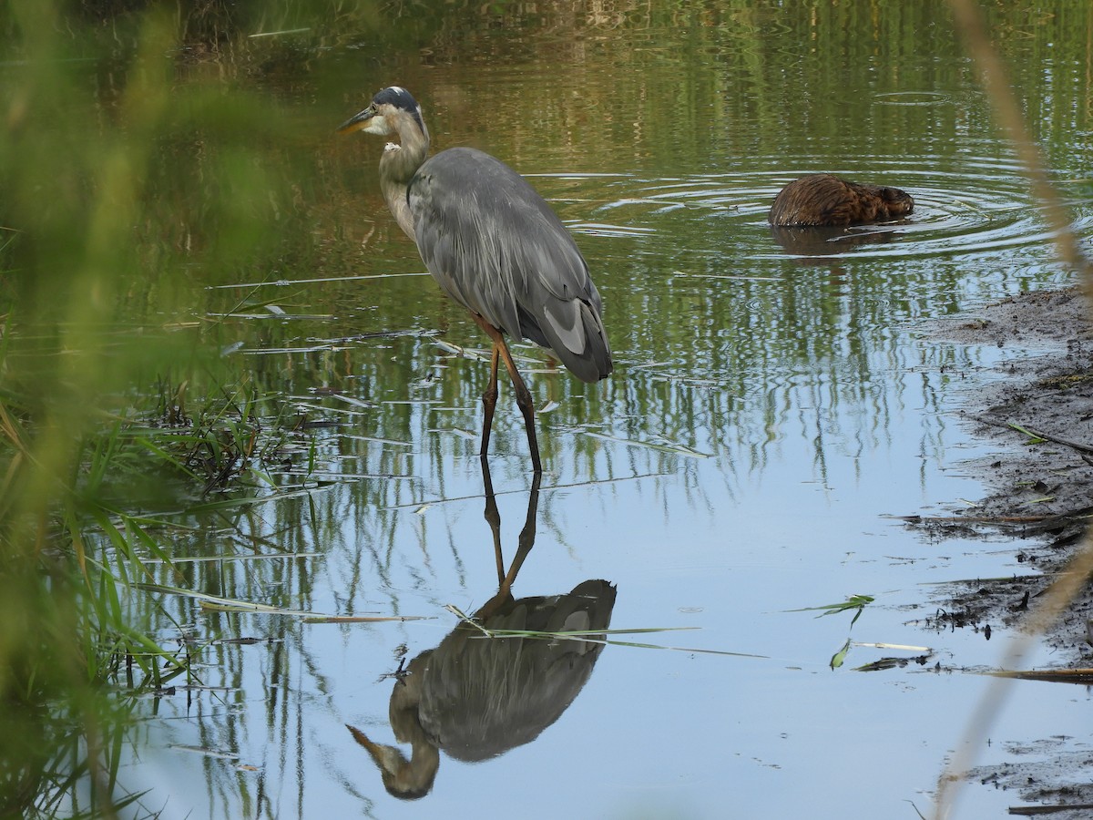 Great Blue Heron - ML477221391