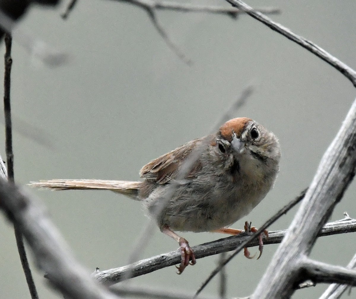 Rufous-crowned Sparrow - ML477221441