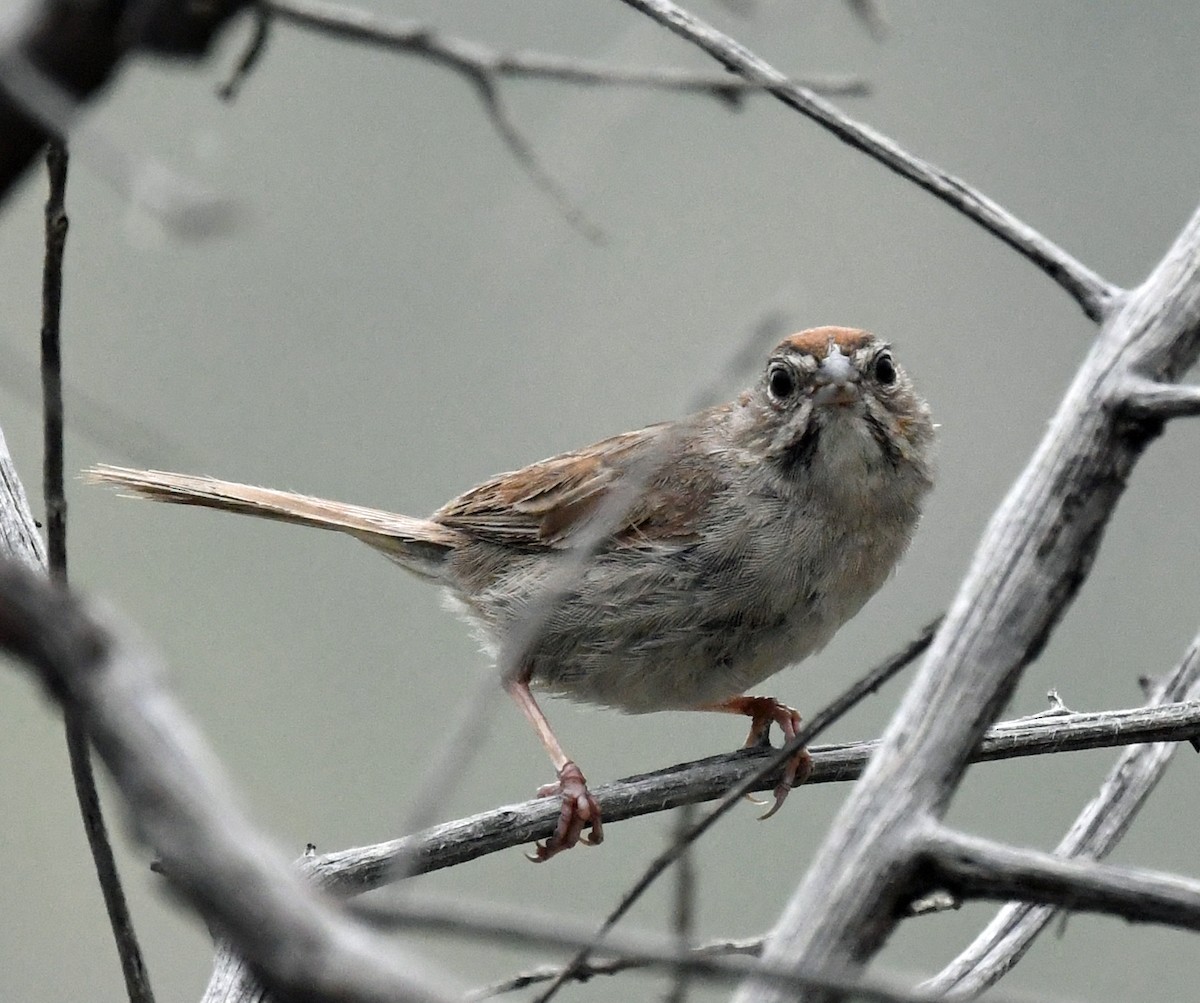 Rufous-crowned Sparrow - ML477221451