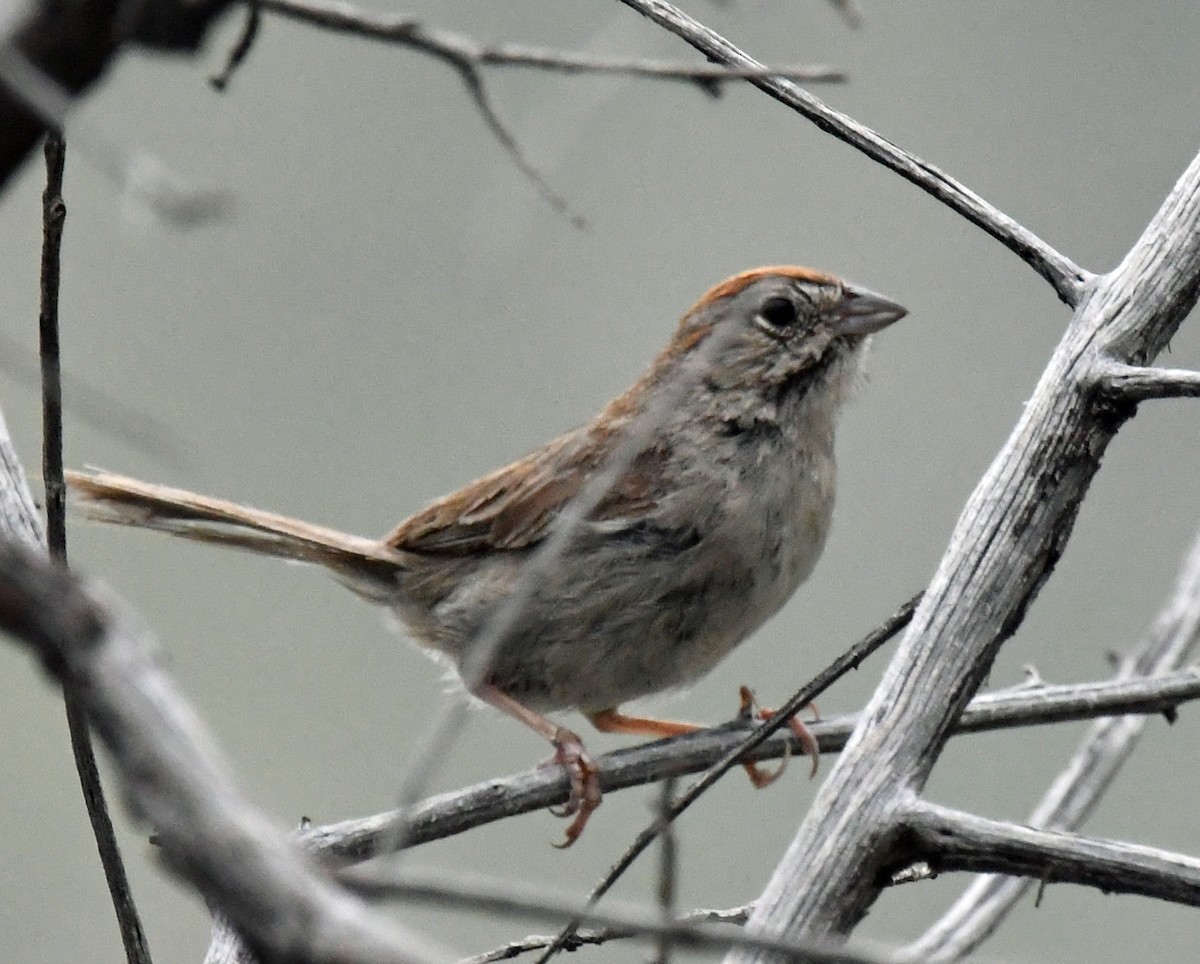 Rufous-crowned Sparrow - ML477221471