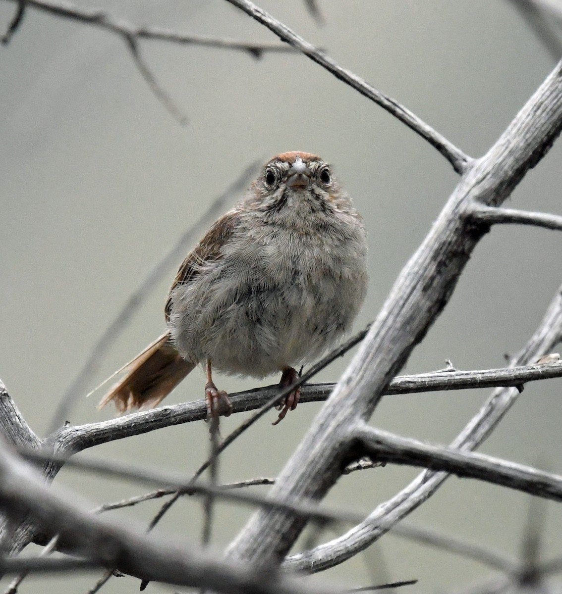Rufous-crowned Sparrow - ML477221491