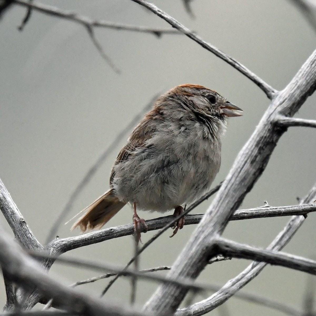 Rufous-crowned Sparrow - ML477221501