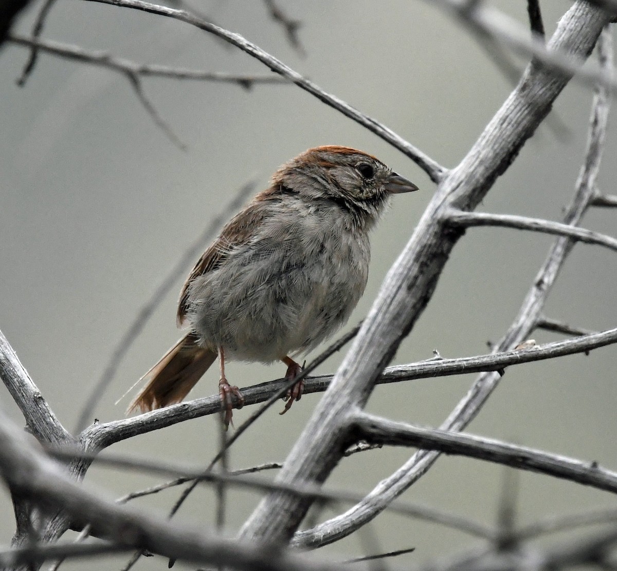 Rufous-crowned Sparrow - ML477221511