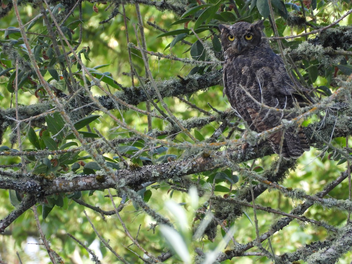 Great Horned Owl - ML477221721