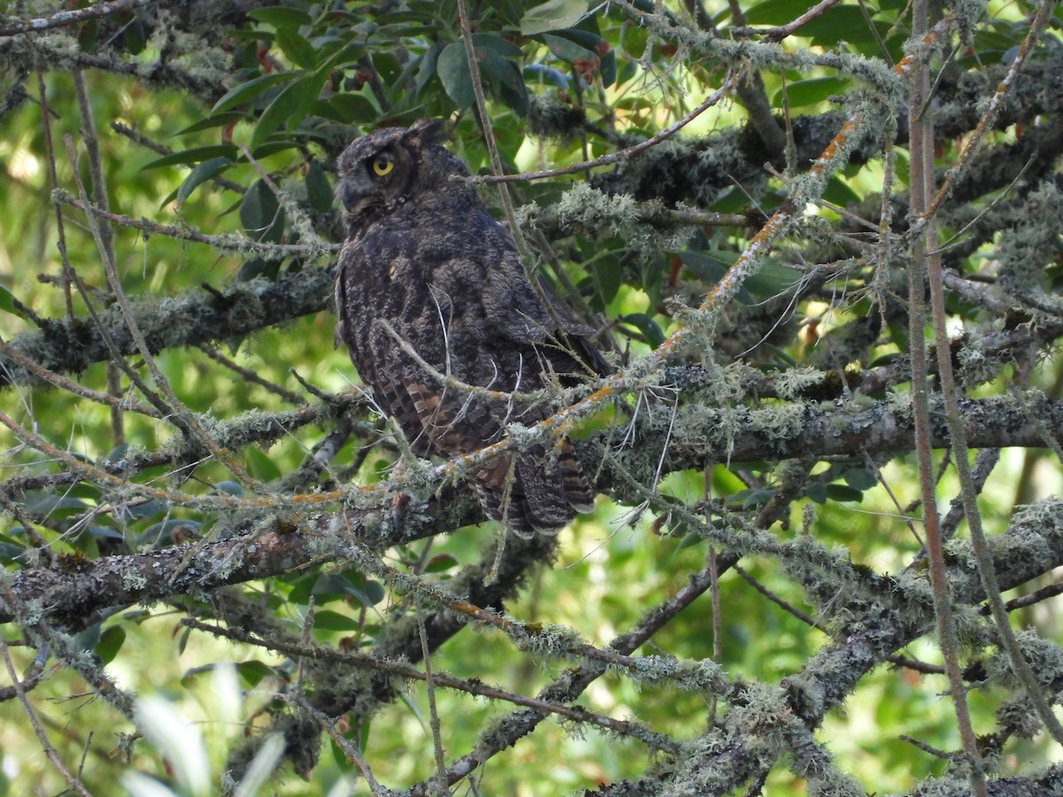 Great Horned Owl - ML477221801