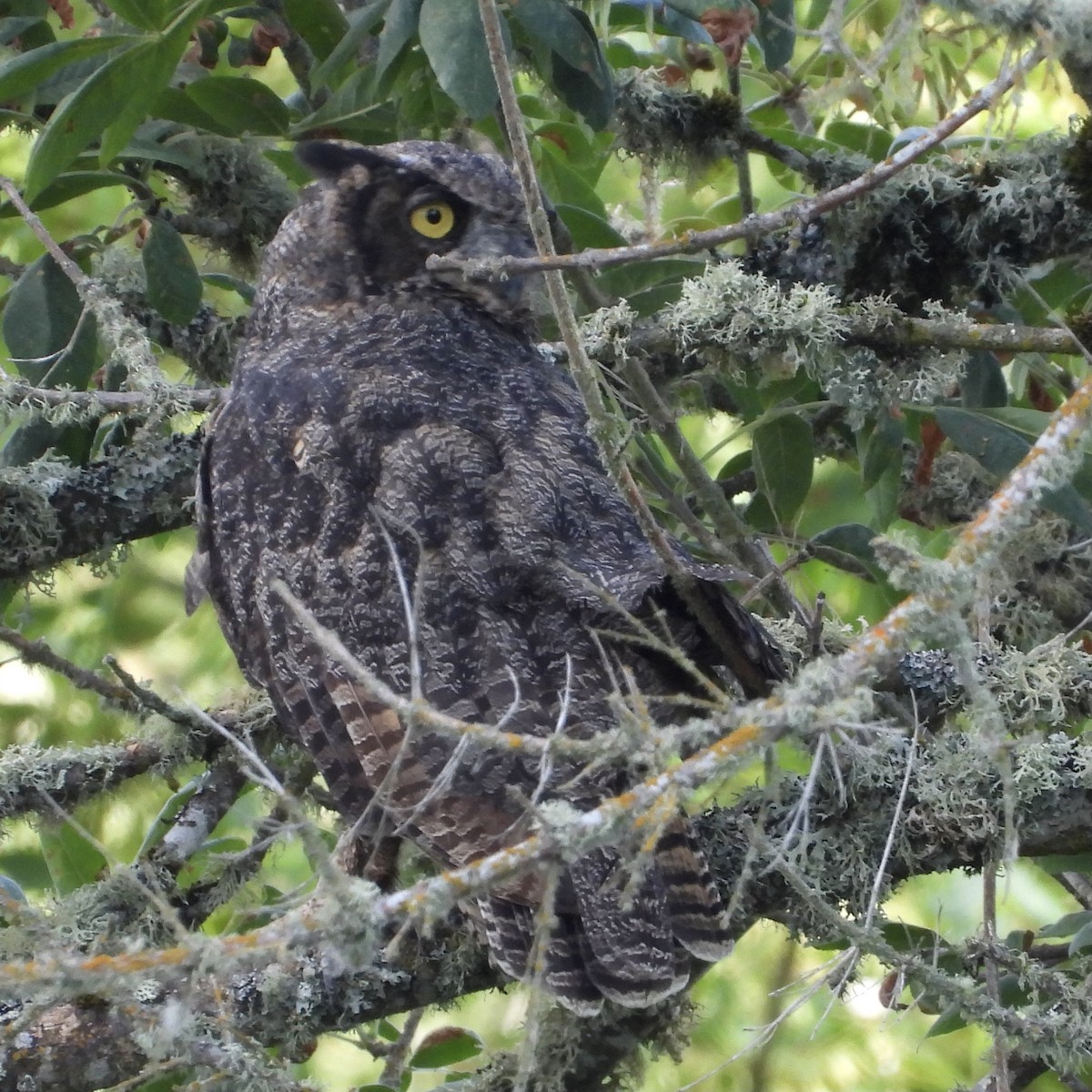 Great Horned Owl - ML477221951