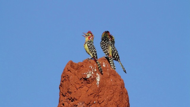 Red-and-yellow Barbet - ML477222