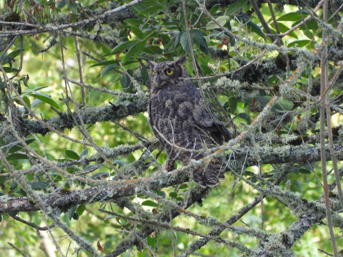 Great Horned Owl - W. Douglas Robinson