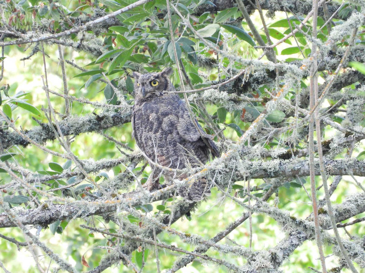 Great Horned Owl - ML477222031