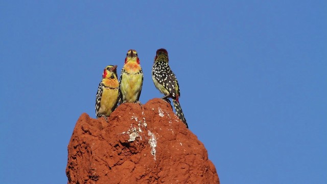 Red-and-yellow Barbet - ML477223