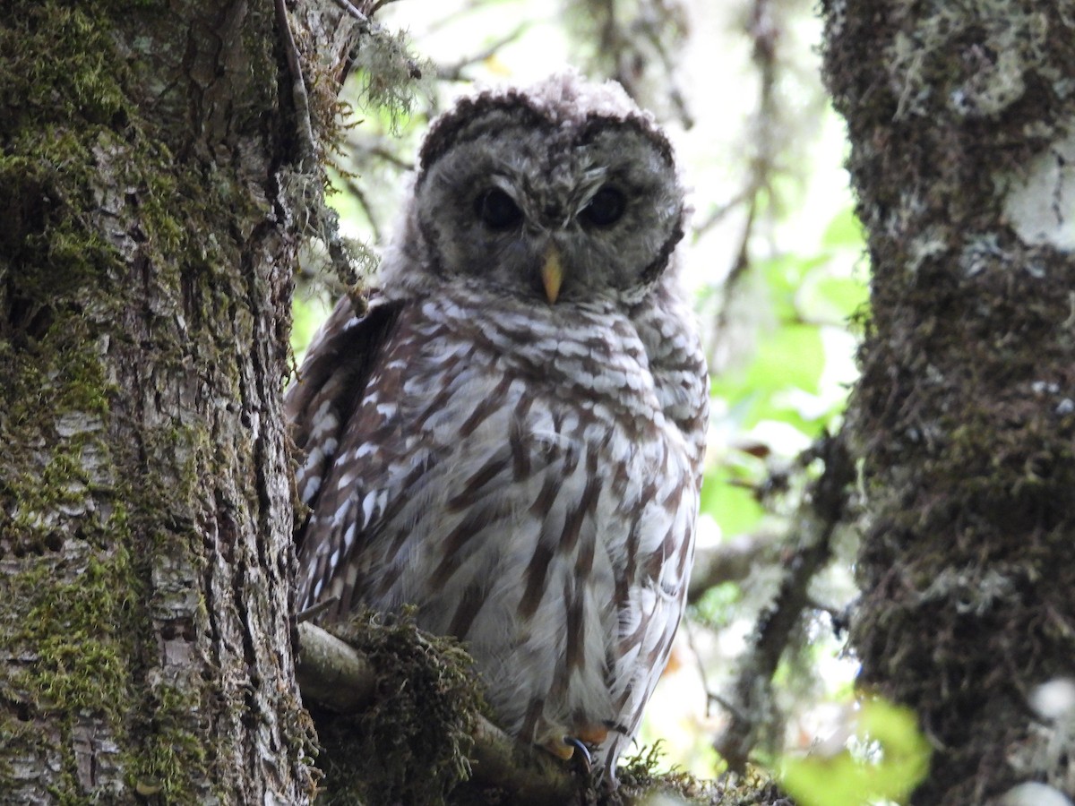 Barred Owl - W. Douglas Robinson