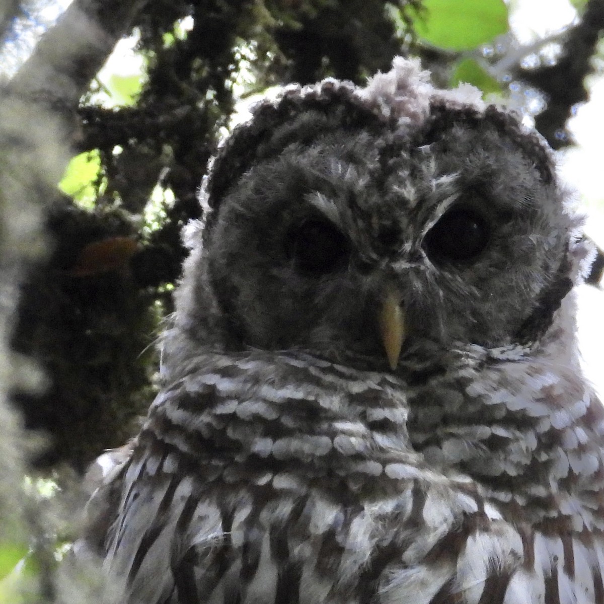 Barred Owl - ML477223391