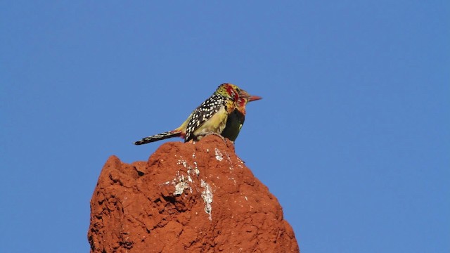 Sarı Kırmızı Barbet - ML477224