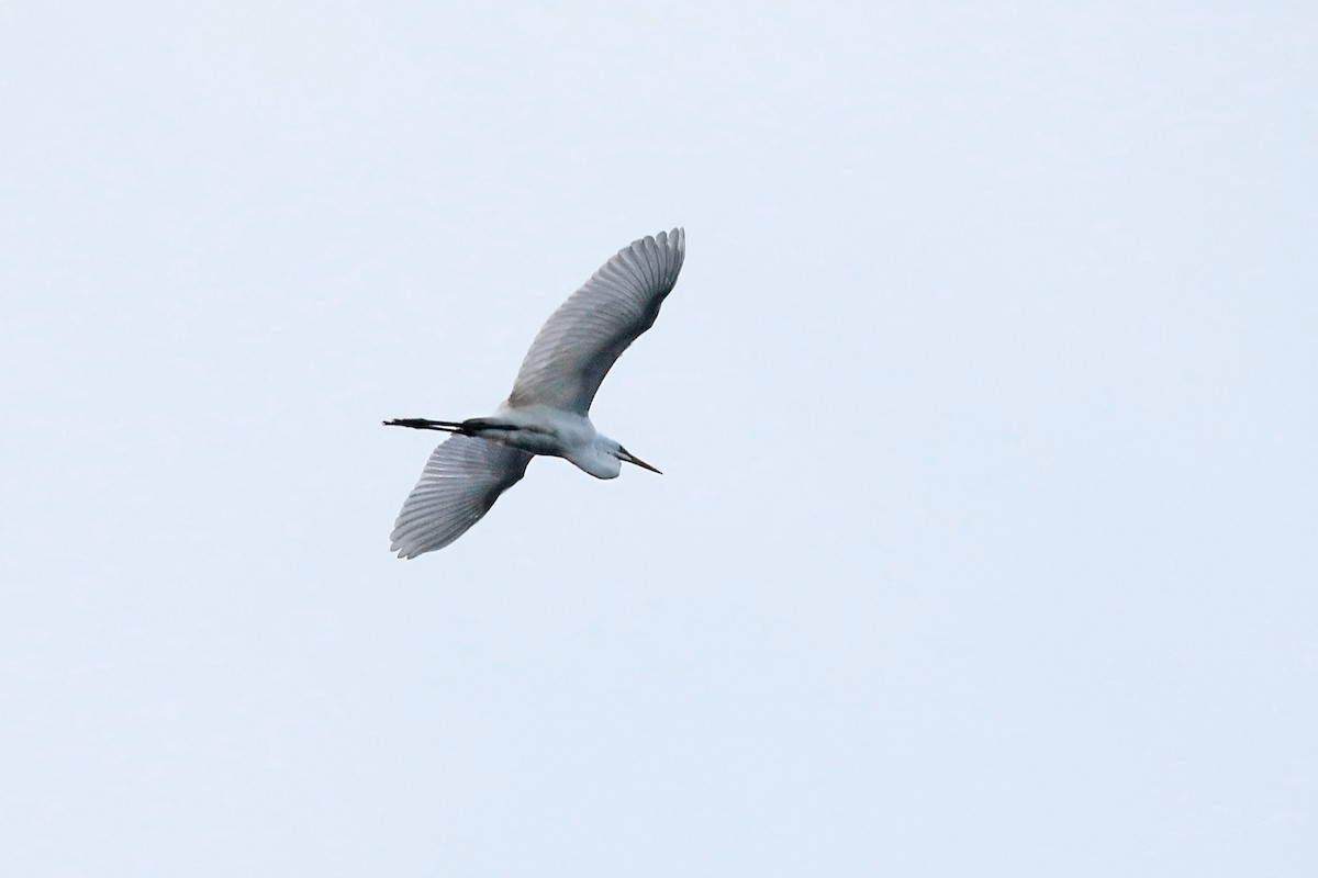 Great Egret - ML477224011