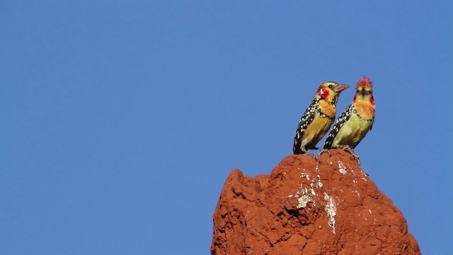 Flammenkopf-Bartvogel - ML477225