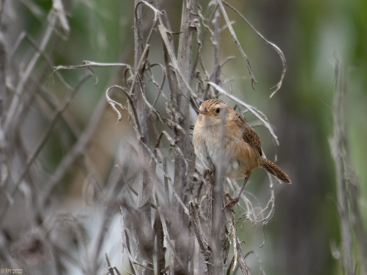 Grass Wren (Paramo) - ML477226671