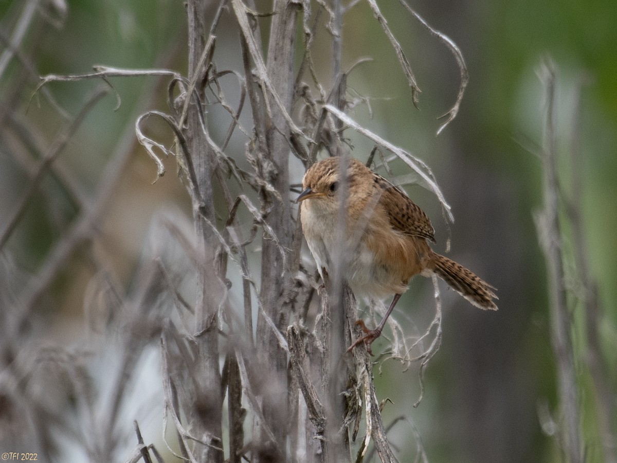 Травяной крапивник (aequatorialis) - ML477226681