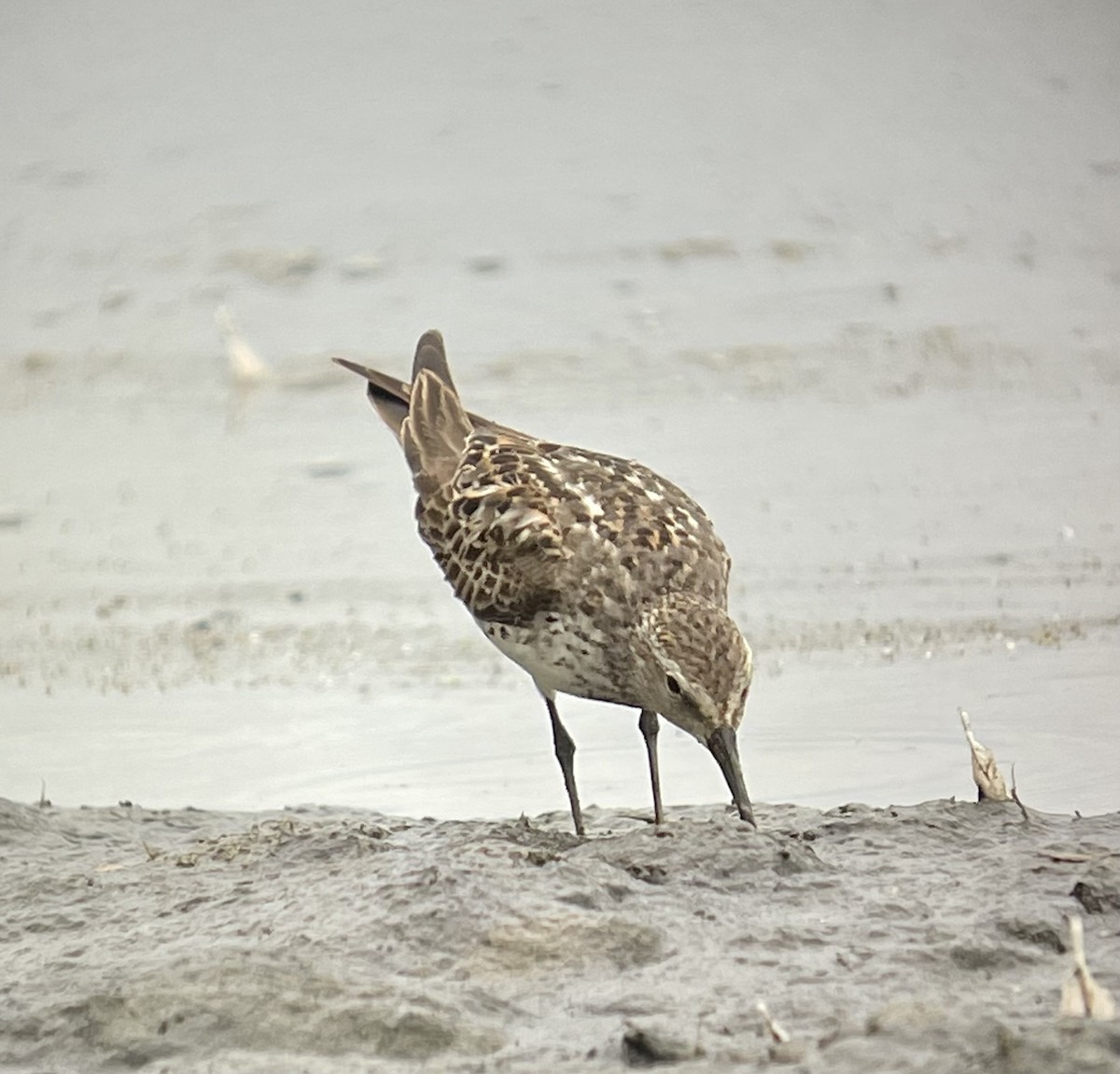 White-rumped Sandpiper - ML477229601