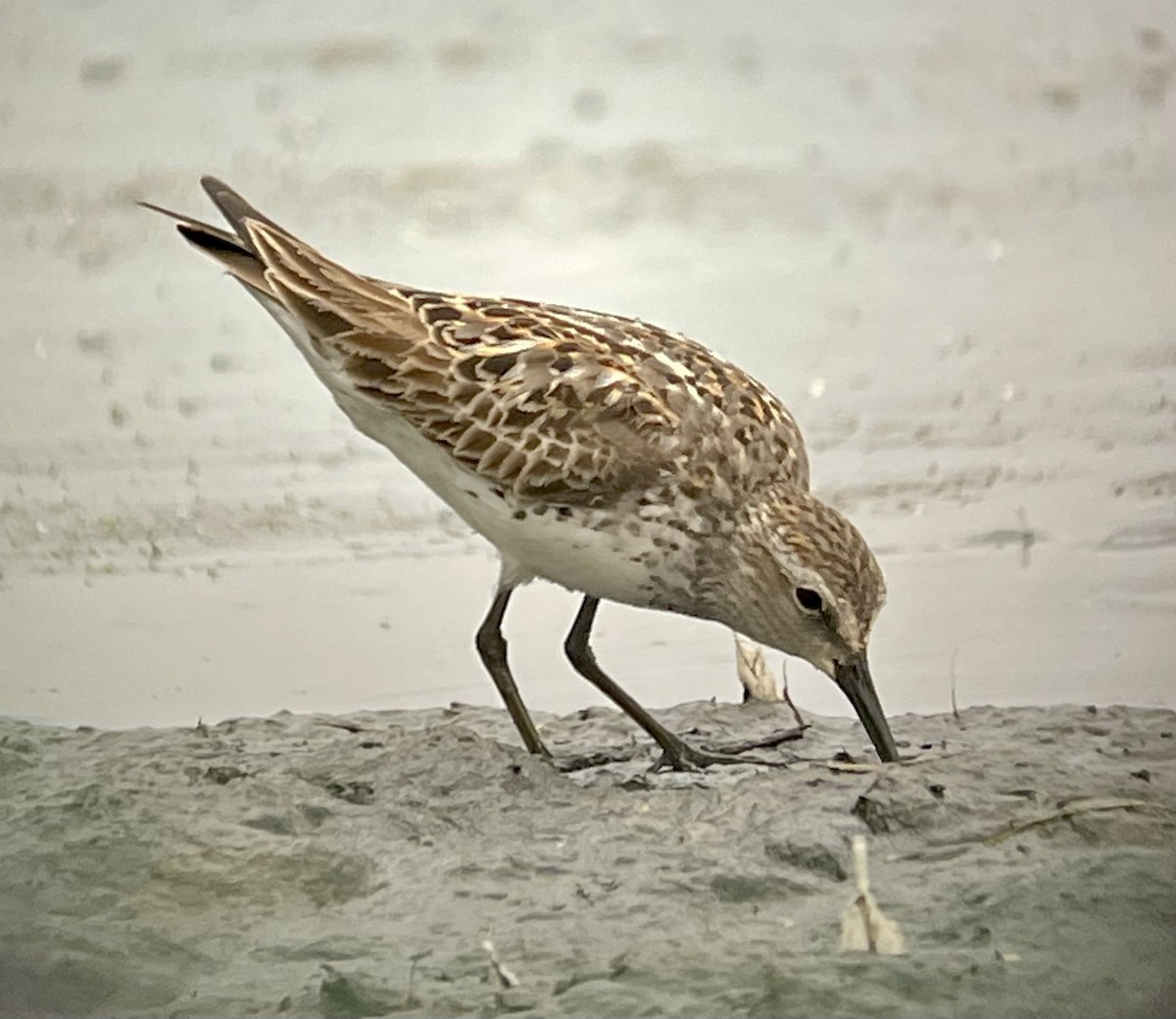 White-rumped Sandpiper - ML477229611