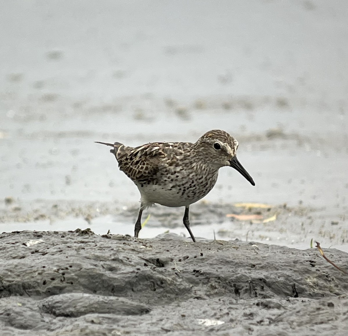 White-rumped Sandpiper - ML477229621