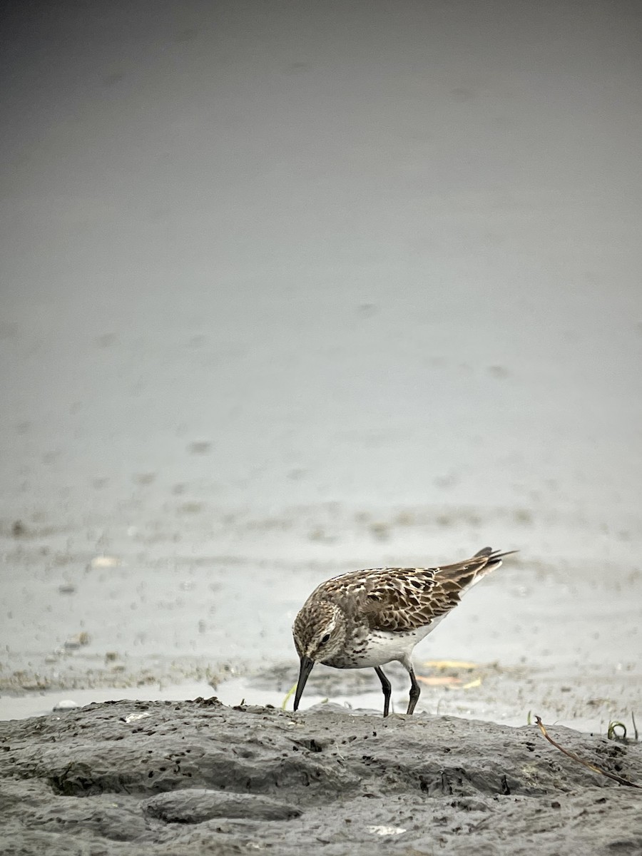 White-rumped Sandpiper - ML477229631