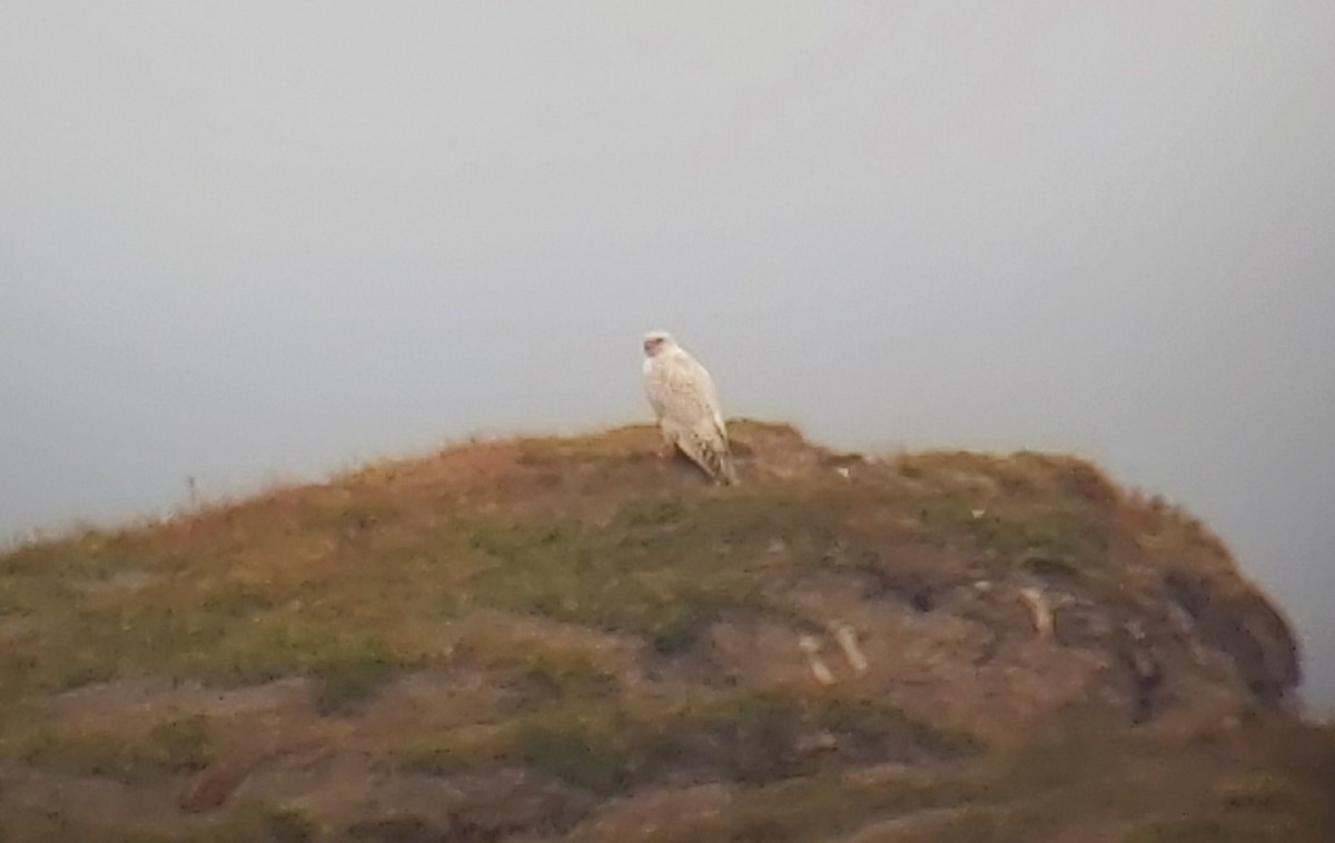 Gyrfalcon - ML477230831