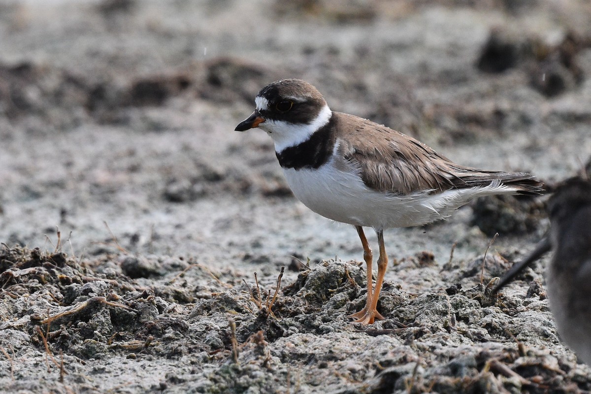 Semipalmated Plover - ML477231291