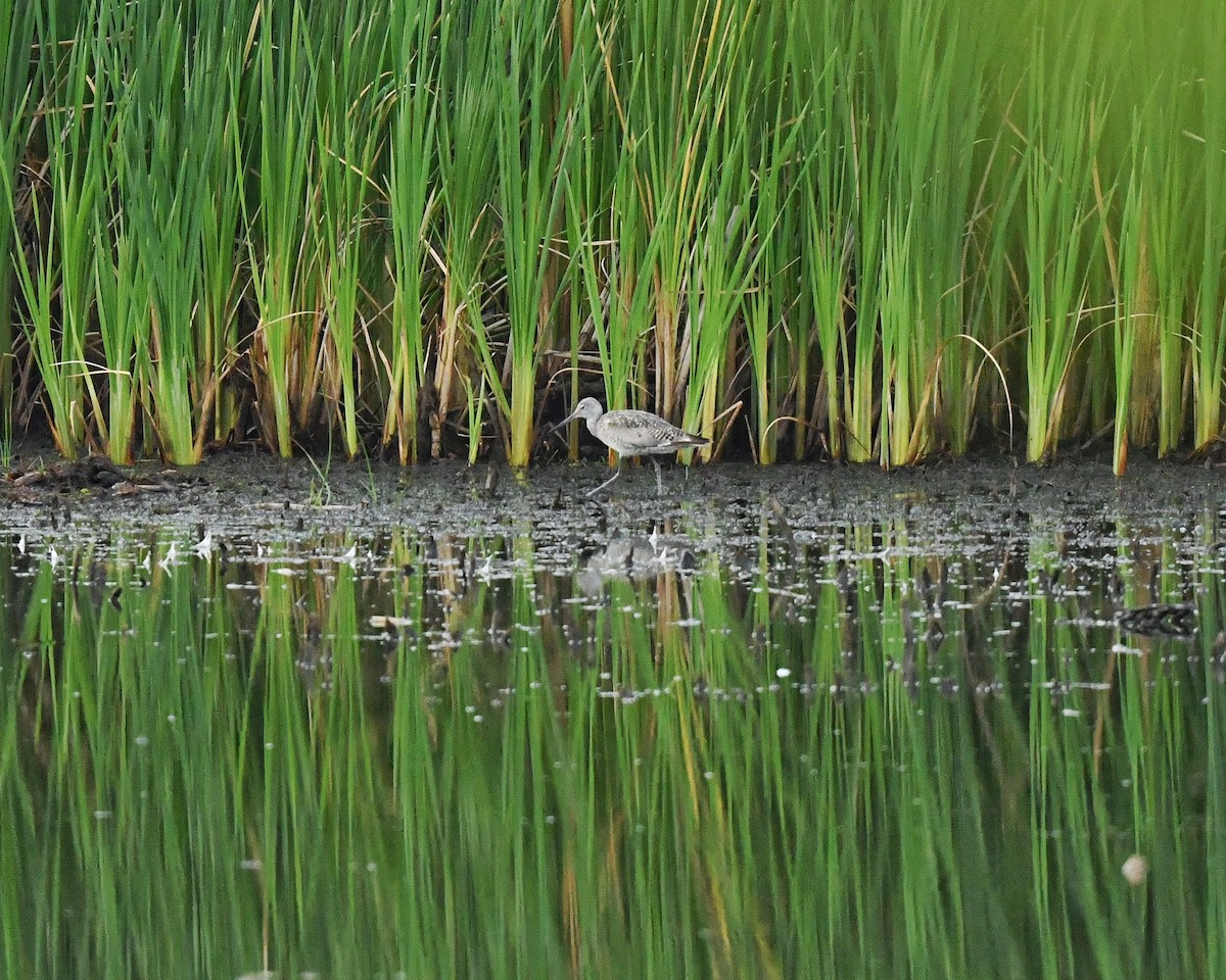 Willet - Bill Massaro