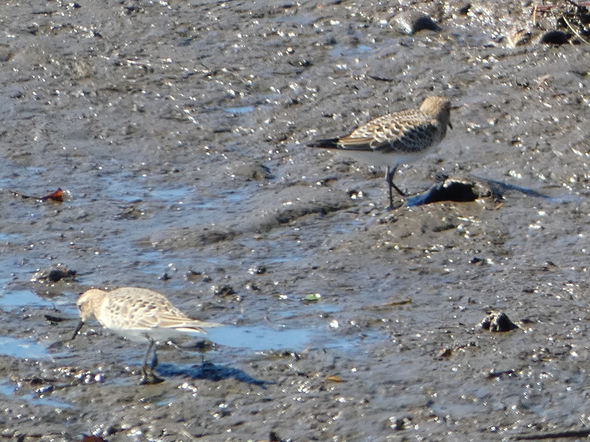 gulbrystsnipe - ML477232521