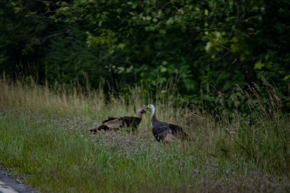 Guajolote Gallipavo - ML477232671