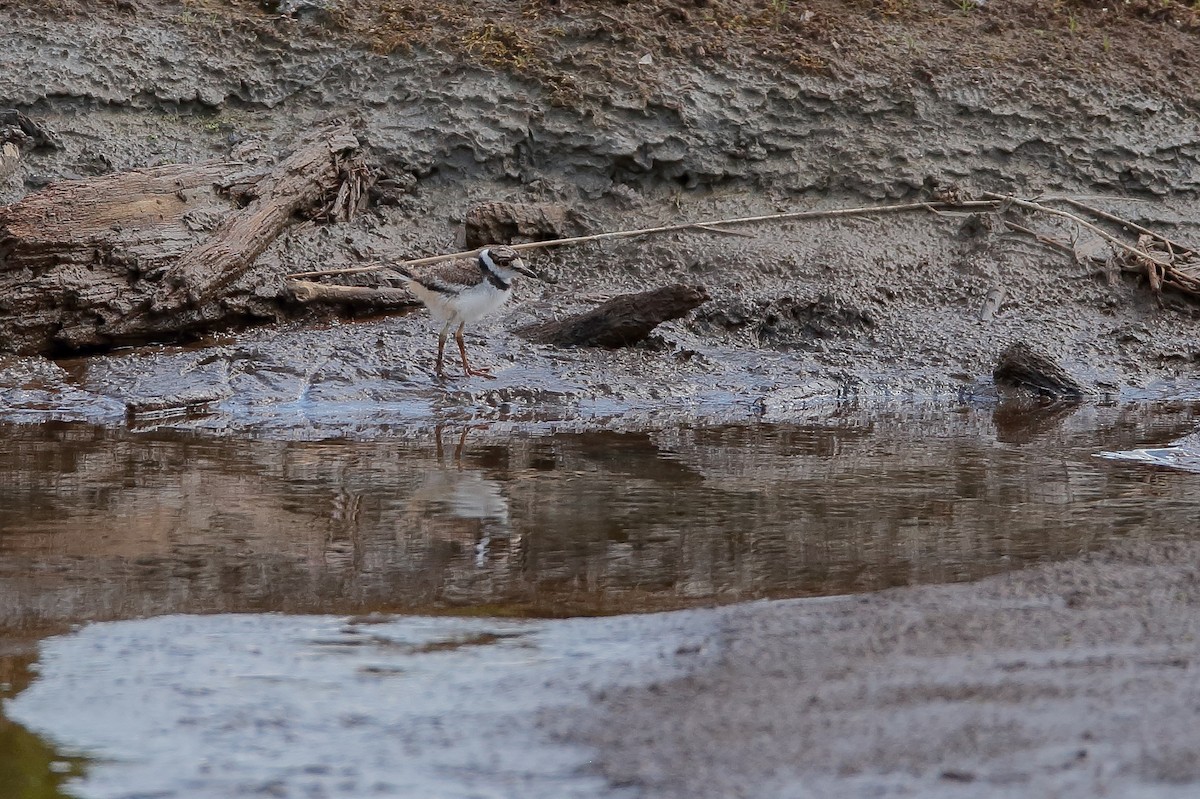 Killdeer - ML477232931