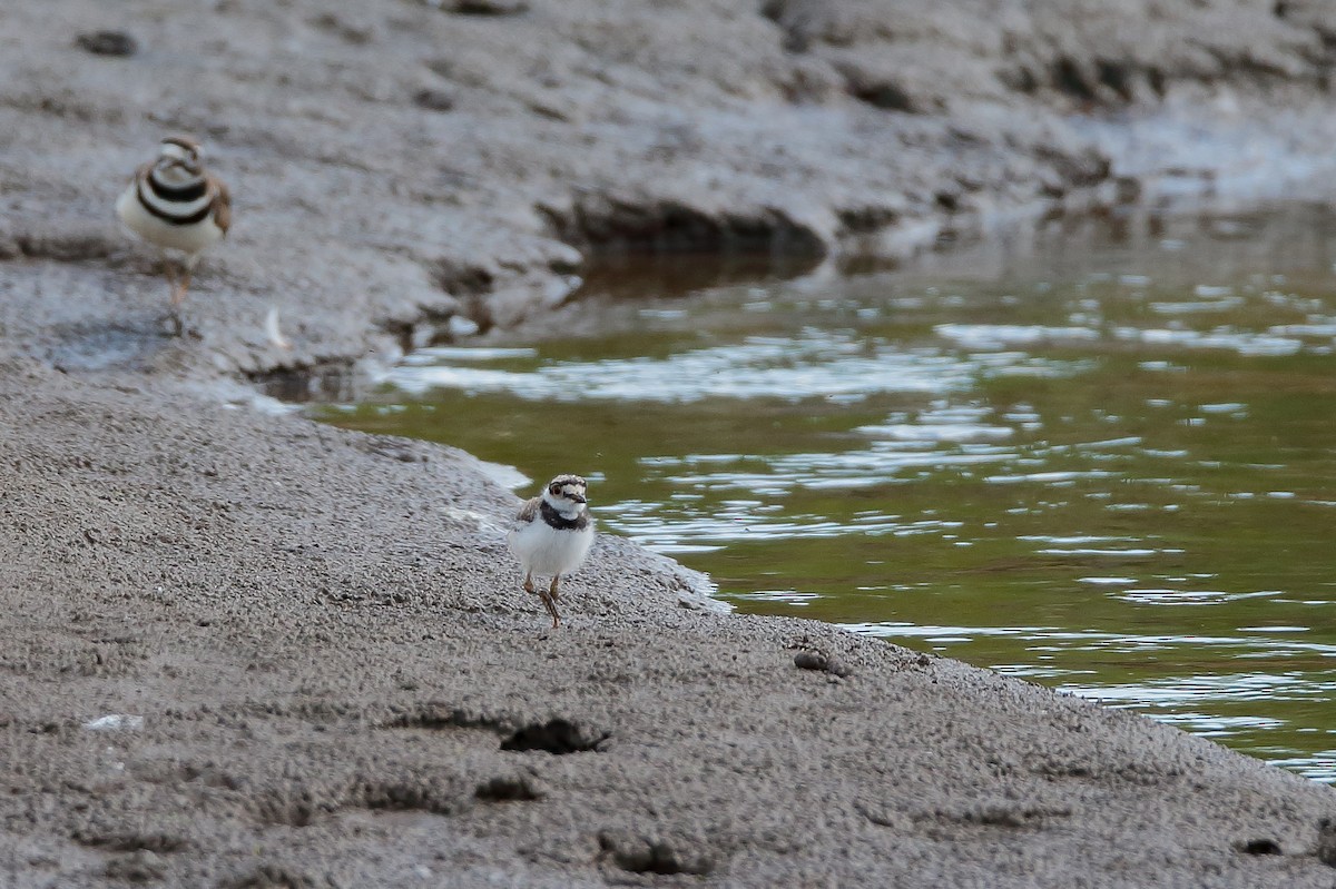 Killdeer - ML477233341