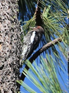 Red-breasted Sapsucker - ML477233771