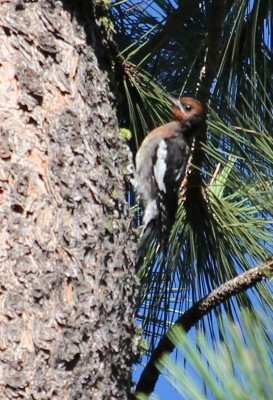 Red-breasted Sapsucker - ML477233801