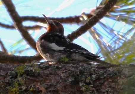 Red-breasted Sapsucker - ML477233911
