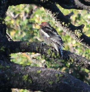 Red-breasted Sapsucker - ML477234011