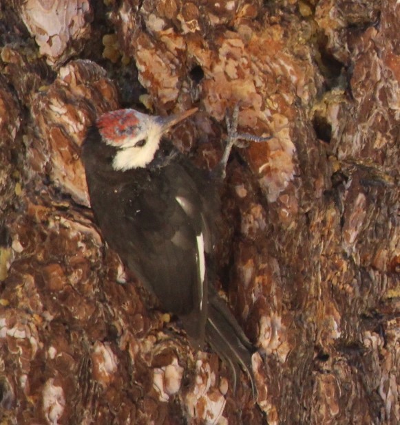 White-headed Woodpecker - ML477234161