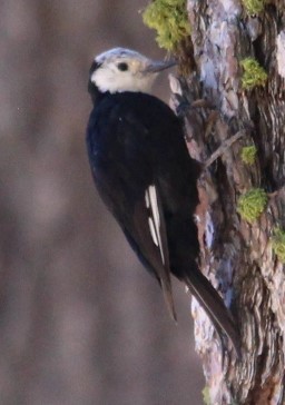 White-headed Woodpecker - ML477234191