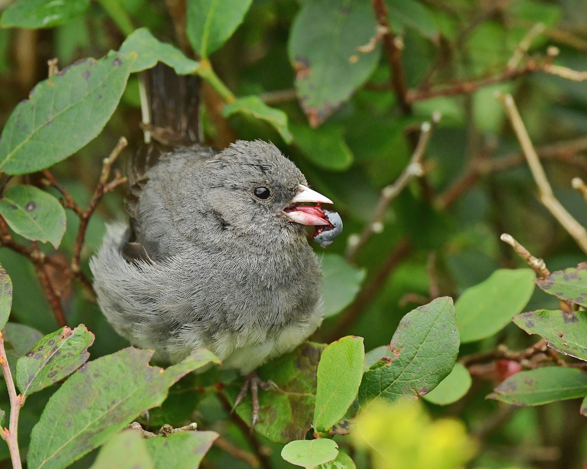 Dark-eyed Junco - Bill Massaro