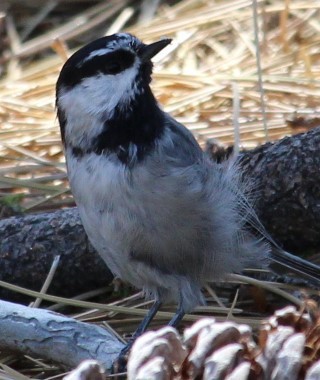 Mountain Chickadee - ML477234301