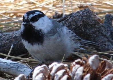 Mountain Chickadee - ML477234331