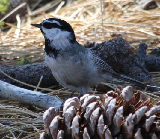 Mountain Chickadee - ML477234341