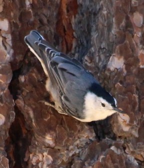 White-breasted Nuthatch - ML477234391