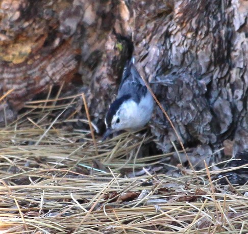 White-breasted Nuthatch - ML477234421