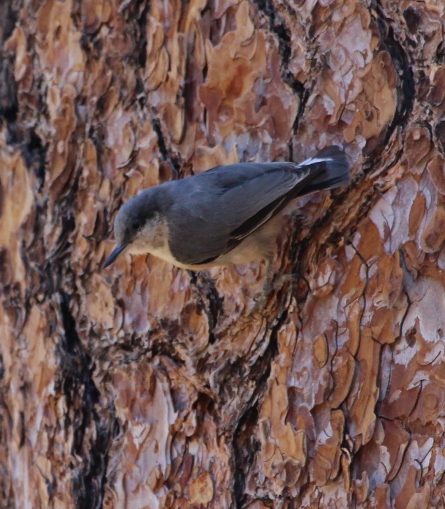 Pygmy Nuthatch - ML477234471