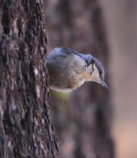 Pygmy Nuthatch - ML477234481
