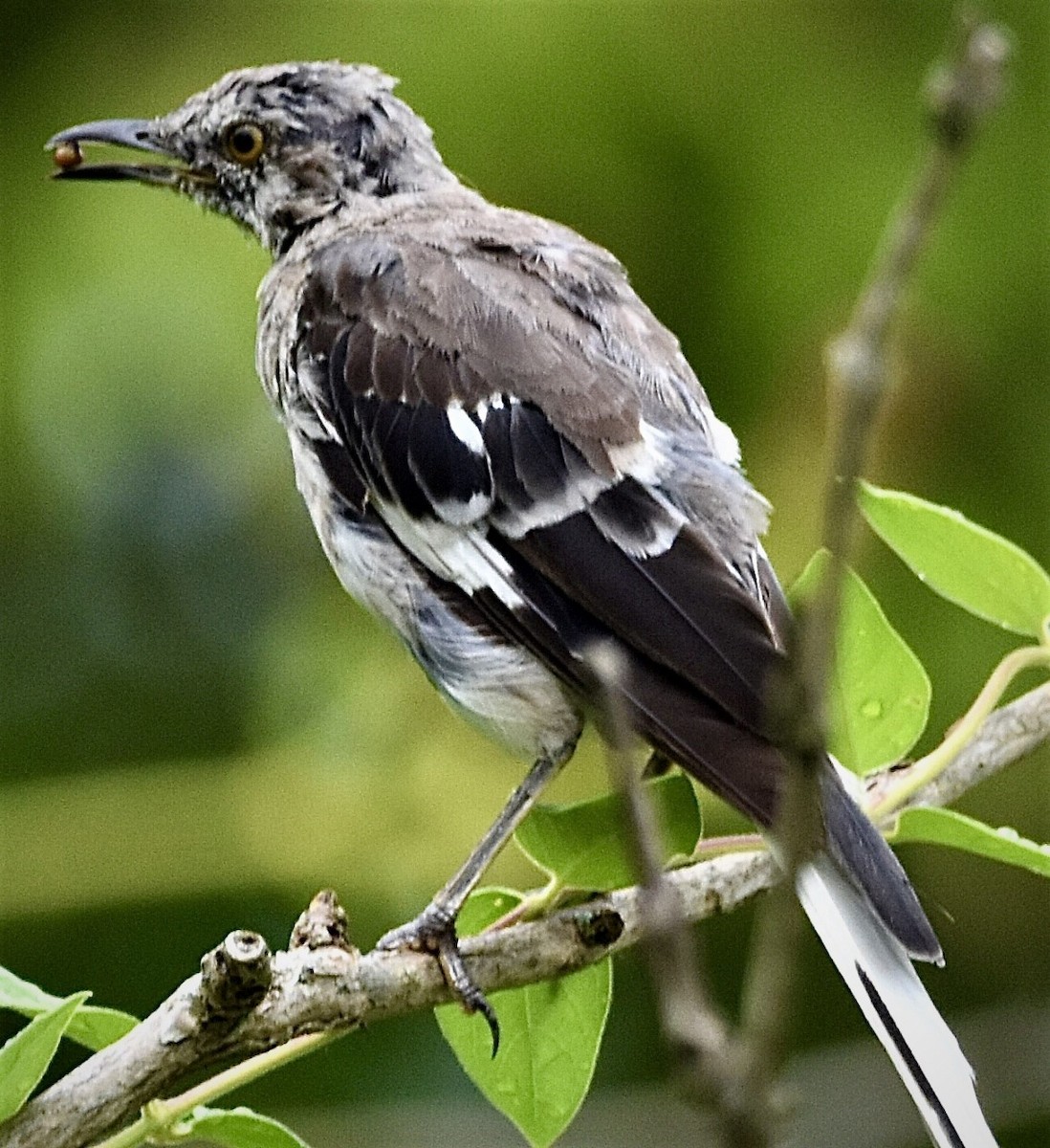 Northern Mockingbird - ML477237741