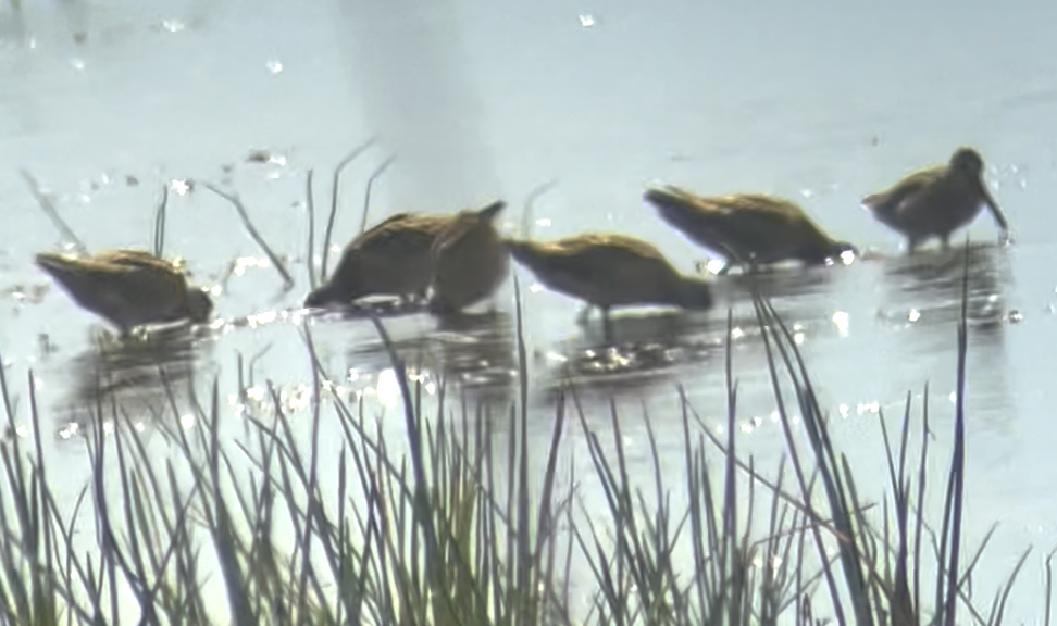 Short-billed Dowitcher - ML477238761