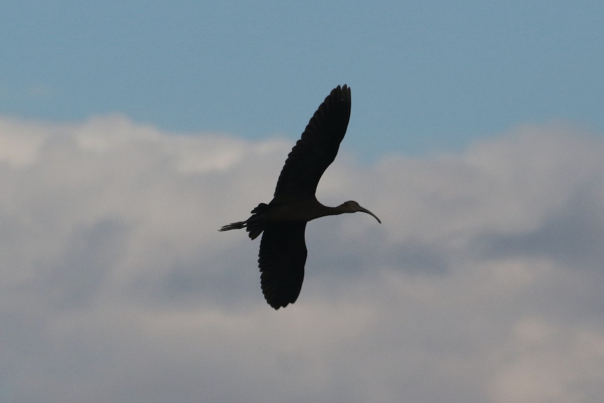 White-faced Ibis - ML477239951