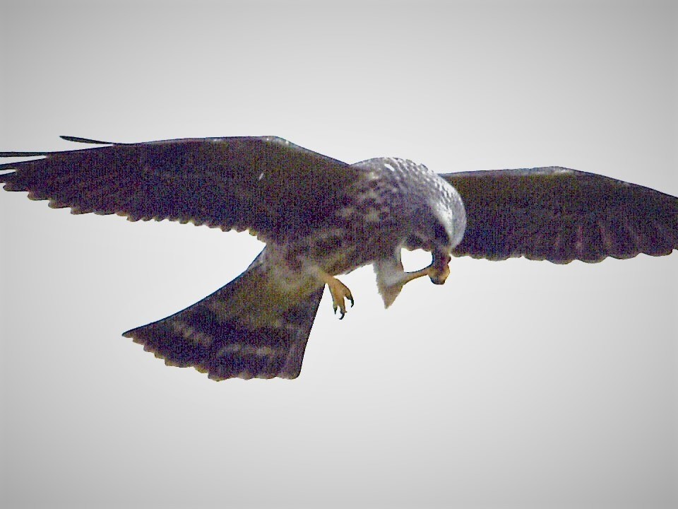 Mississippi Kite - ML477241461